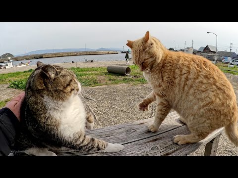 キジトラ猫をモフっていたら、茶トラ猫が乱入してきてビンタした(YouTube)