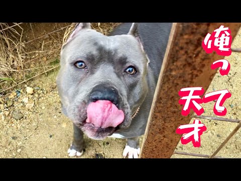 【ピットブル】是非教えて欲しい犬のしつけ(YouTube)