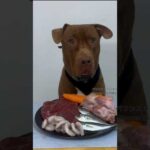豪華メシを秒で食べるピットブル #咀嚼音 #ピットブル(YouTube)