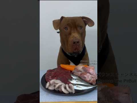 豪華メシを秒で食べるピットブル #咀嚼音 #ピットブル(YouTube)