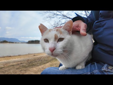 池の畔のベンチに座ると猫がトコトコ歩いてきて隣に座ってきた(YouTube)
