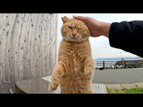 甘えん坊な茶トラ猫が立ち上がってナデナデを要求してきた(YouTube)