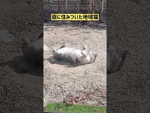 庭の可愛い住人🐽 #shorts(YouTube)
