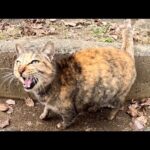 ダムのほとりにいたサビ猫が元気な声で鳴きながらモフられに来た(YouTube)