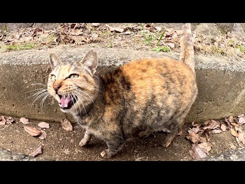 ダムのほとりにいたサビ猫が元気な声で鳴きながらモフられに来た(YouTube)
