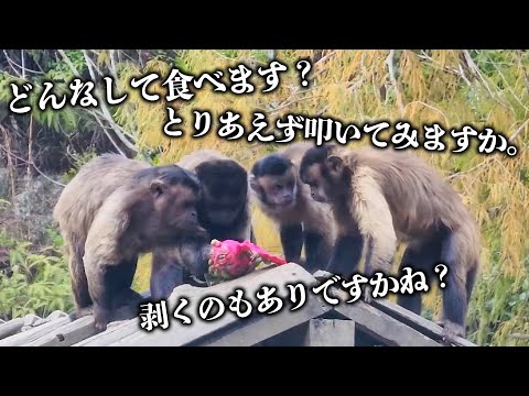 ドラゴンフルーツの食べ方が分からない猿達が集結して、食べ方の会議が始まったww(YouTube)