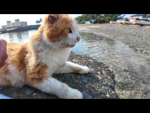 漁港の小さな桟橋に座っていたら猫がやってきて隣に座ってきた(YouTube)