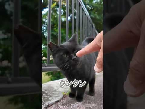 なんだ、オマエかにゃ〜！(YouTube)