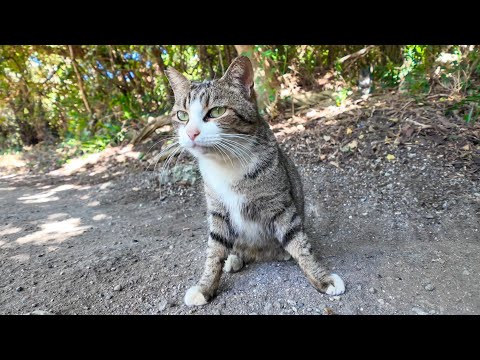 林道の終点で出会った猫は足元に擦り寄ってきて可愛かった(YouTube)