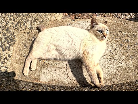 海へと続く階段で警戒心が強い猫達がゴロゴロしていた(YouTube)