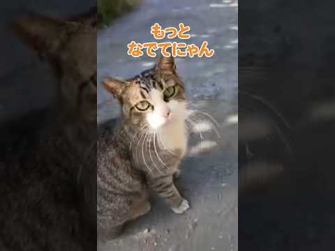 猫に見つめられて嬉しい(YouTube)
