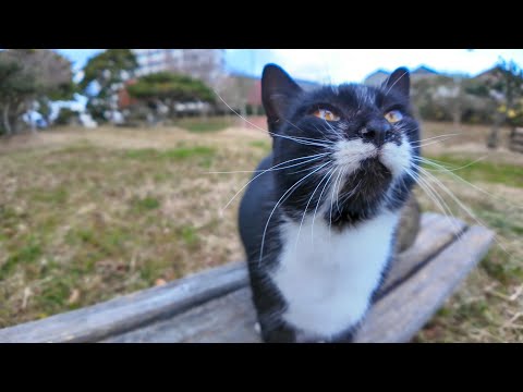 漁港近くの公園にいた黒白猫ちゃん、ベンチに撫でられに乗ってきた(YouTube)