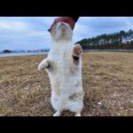 防波堤の猫ちゃん、ナデナデすると喜んで伸び上がって頭を擦りつけてきた(YouTube)