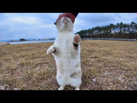防波堤の猫ちゃん、ナデナデすると喜んで伸び上がって頭を擦りつけてきた(YouTube)