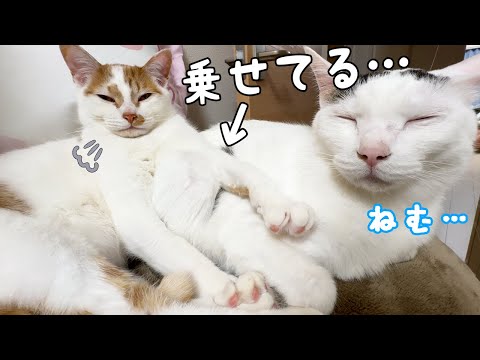 子猫トロしゃんがおっさんみたいになってきました…(YouTube)
