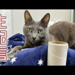 病院帰りの猫とまったり生配信！(YouTube)