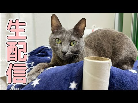 病院帰りの猫とまったり生配信！(YouTube)