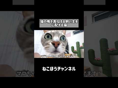飼い主が猫の鳴き真似したらこうなった！ #shorts(YouTube)