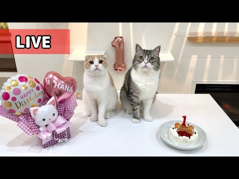【祝】はな坊の1歳の誕生日ライブ配信！！🎂(YouTube)