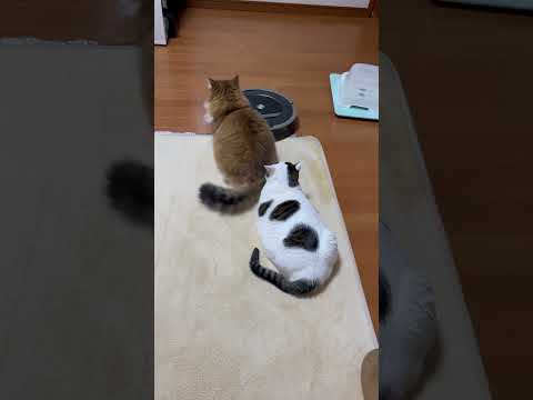 カーリング選手権 #ひのき猫 #cat #大福にゃん #猫(YouTube)