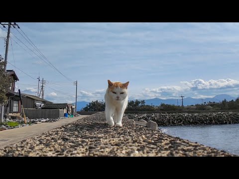 防波堤の上を猫がこっちに歩いてきた(YouTube)