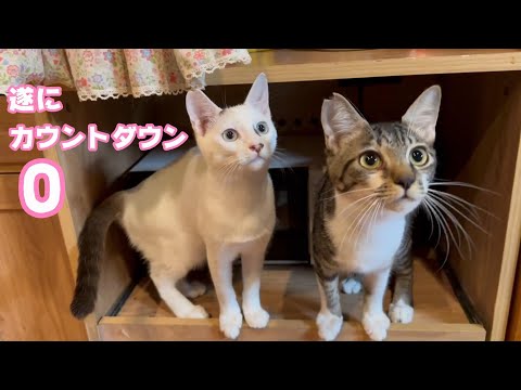 遂にカウントダウン 0 最後の朝ご飯です  2024 02 10 1(YouTube)