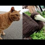 珍しい鳥と遭遇してビビりまくる猫達(YouTube)