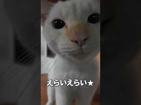 店番中にゃ！！(YouTube)
