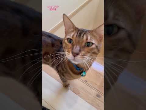 ニャイコパス猛ダッシュ🐈💨#shorts(YouTube)