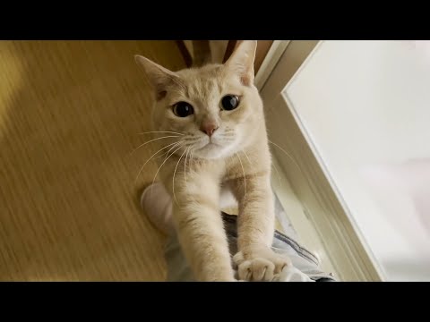 家族みんなに可愛がられるひのきです(YouTube)