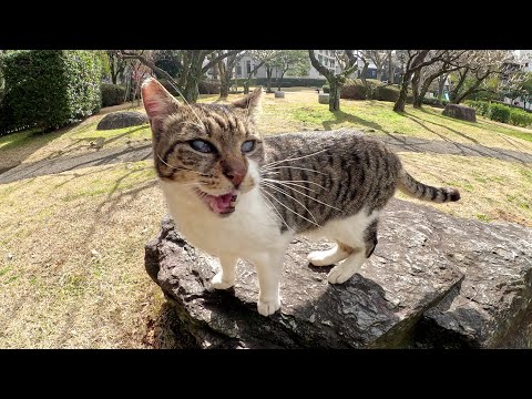 公園の長老猫が庭園をパトロールして新入り猫に声をかける(YouTube)