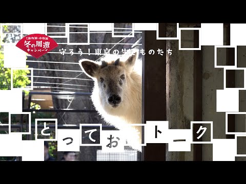 守ろう！東京の生きものたちリレートークNo.1：ニホンカモシカ(YouTube)
