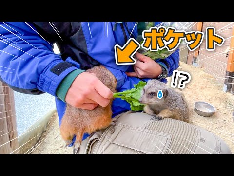 プレーリードッグに菜の花をあげようとしたのに・・・？(YouTube)