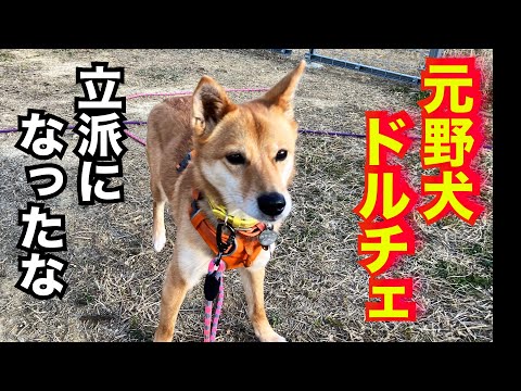 元野犬ドルチェちゃんの里帰り！里親様ありがとうございます(YouTube)