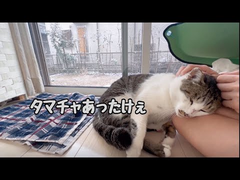 雪の日は庭の地域猫が寒そうでお部屋で温まってもらいます(YouTube)