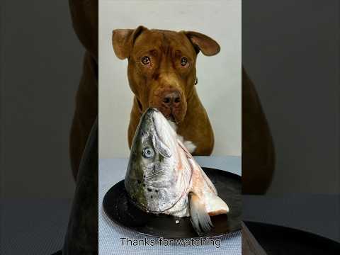 サーモンの頭を丸ごと齧るピットブルの咀嚼音 #咀嚼音 #ピットブル(YouTube)