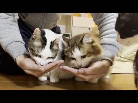 お母さんのプライドをズタズタにしてしまう猫(YouTube)