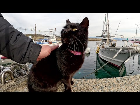茶トラ猫にいじめられていた黒猫を助けたらメチャクチャ甘えてきた(YouTube)