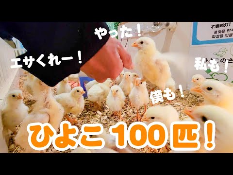 ひよこ約100匹のエサやりがカオス過ぎました(YouTube)