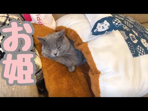 実家の新猫が布団でプリンセス全開お昼寝キメてます(YouTube)