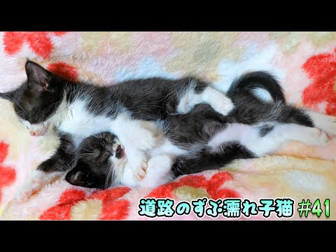 子猫達の譲渡についてつらく耐え難い胸の内を妻に打ち明けたら、とんでもない回答が返ってきました‼【道路のずぶ濡れ子猫 #41】(YouTube)