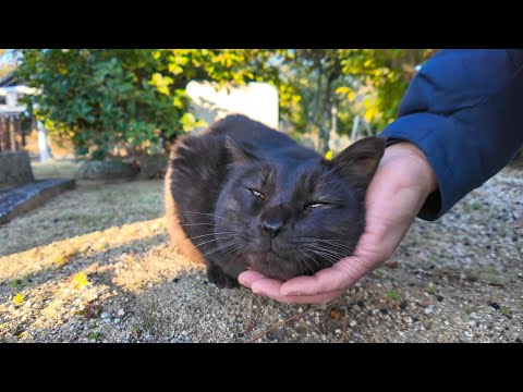 神社に行くといつも出迎えてくれる黒猫ちゃん(YouTube)