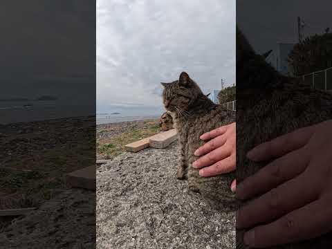 ボートレースを観戦する猫達 #cat #野良猫 #ねこ(YouTube)