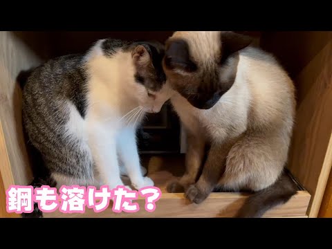 鋼のメンタルも恋をする 2024 02 21 1(YouTube)