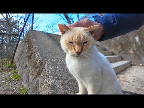 フェンスの向こうにいた猫ちゃんがモフられに出てきた(YouTube)