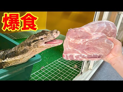豚肉2kgをオオトカゲに食べさせてみた！(YouTube)