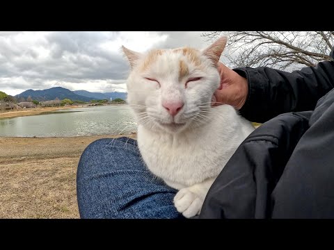 池のほとりで遊んでいた茶シロ猫がひざの上に飛びのって甘えてきた(YouTube)