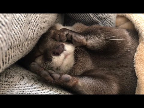 日常のカワウソの可愛かった所だけ切り抜いてみた！2  I clipped out only the parts where the everyday otter was cute! 2(YouTube)