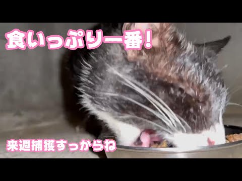 食いっぷり1番！ 来週捕獲するからね、覚悟  2024 02 20 1(YouTube)
