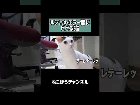 ルンバのエラー音を聞いた猫の反応がこちら！ #shorts(YouTube)